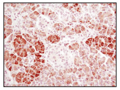α-淀粉酶的 IHC 分析