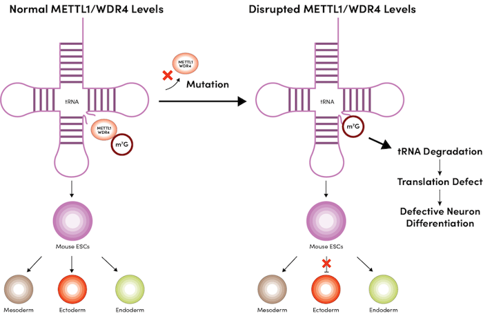 METTL1 或 WDR4 缺陷导致外胚层发育紊乱