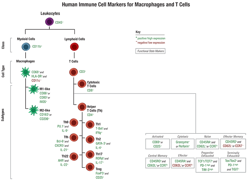 24-HMC-64201 T 细胞免疫细胞标记物指南_人