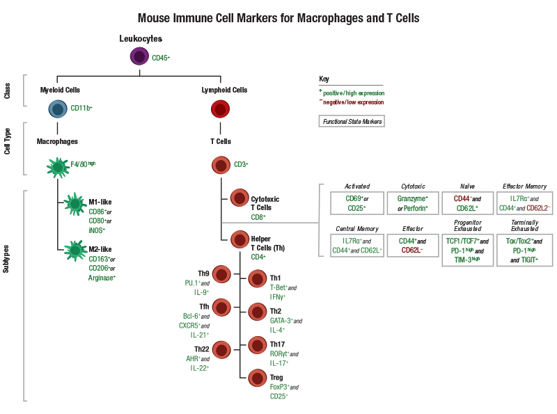 24-HMC-64201_免疫细胞标记物指南 T 细胞_小鼠