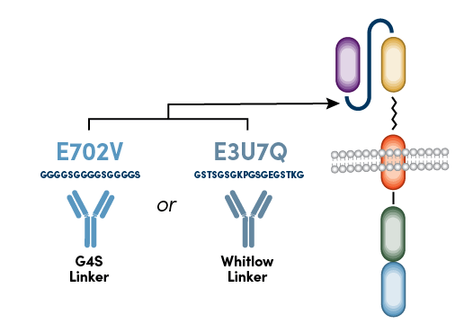 CST 抗 CAR 接头抗体接合至 G4S 接头或 Whitlow 接头
