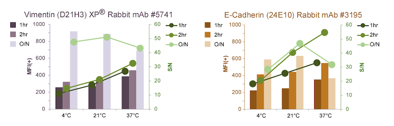 E-钙粘蛋白孵育条件时间和温度
