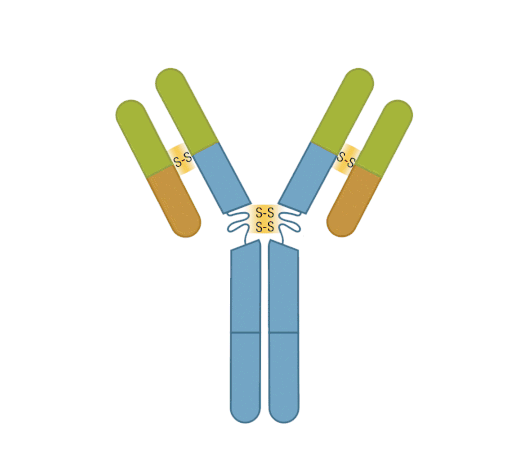 酶促片段化 抗体片段。