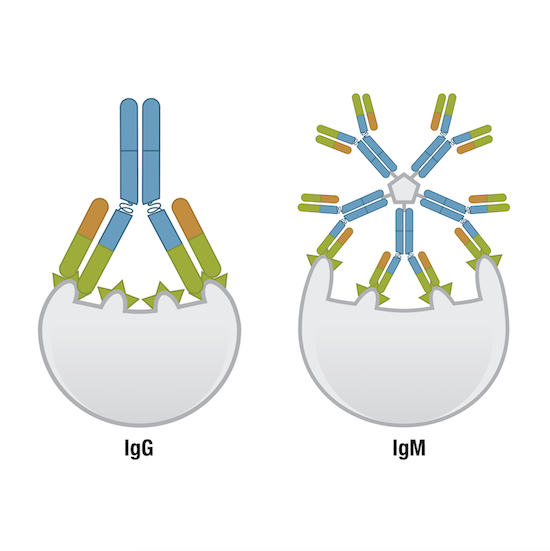 IgG 抗体和 IgM 抗体