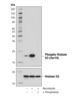 Phospho-Histone H3 (Ser10) Rabbit mAb