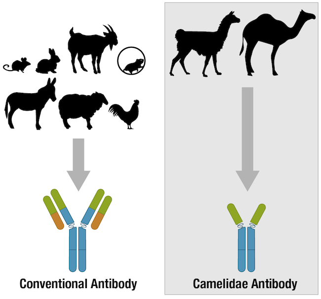 在哺乳动物中产生研究用抗体