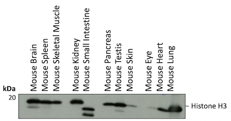 WB 分析小鼠组织组蛋白 H3