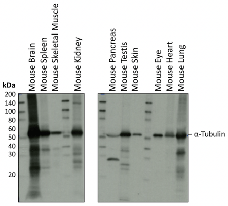 WB 分析小鼠组织 α-微管蛋白