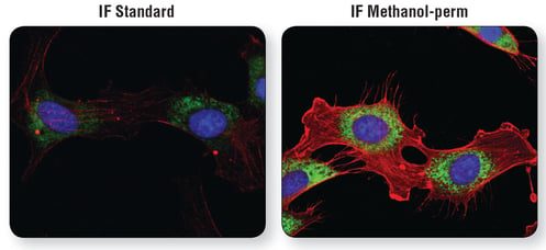 甲醇透化法细胞免疫荧光分析