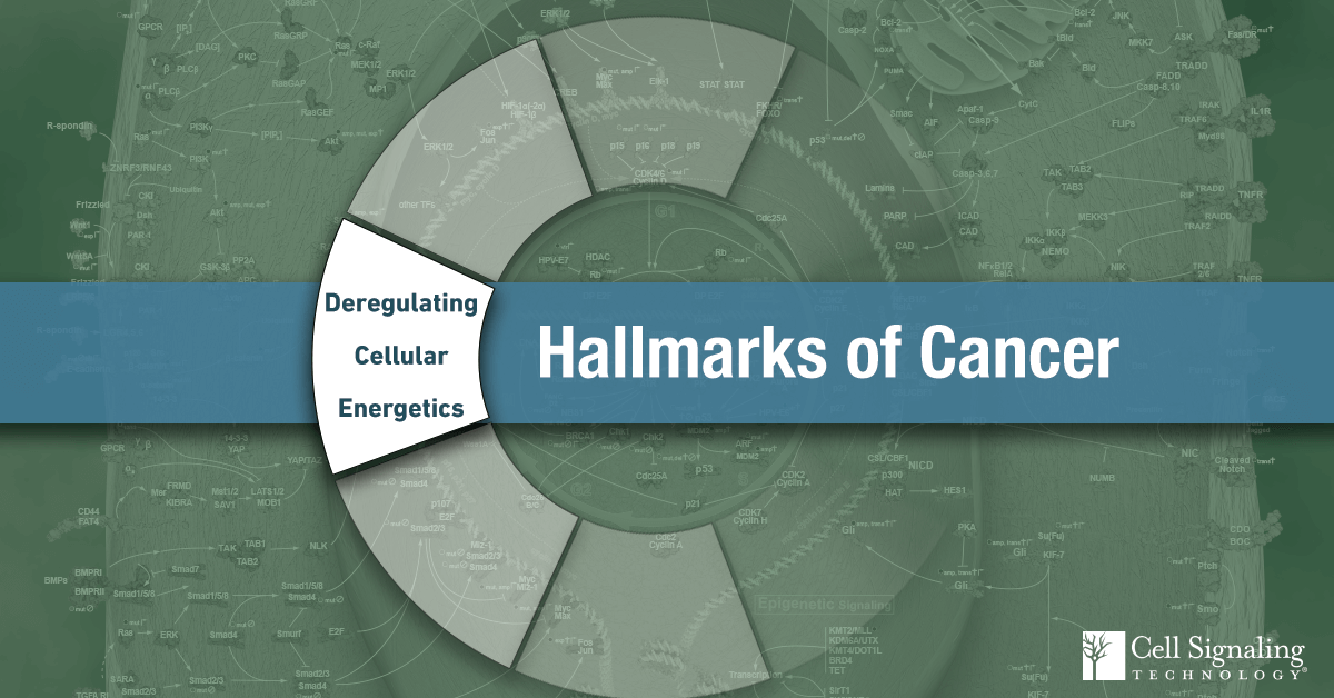 18-CEL-47388-Blog-Hallmarks-Cancer-2-Deregulating-Cellular-Energetics