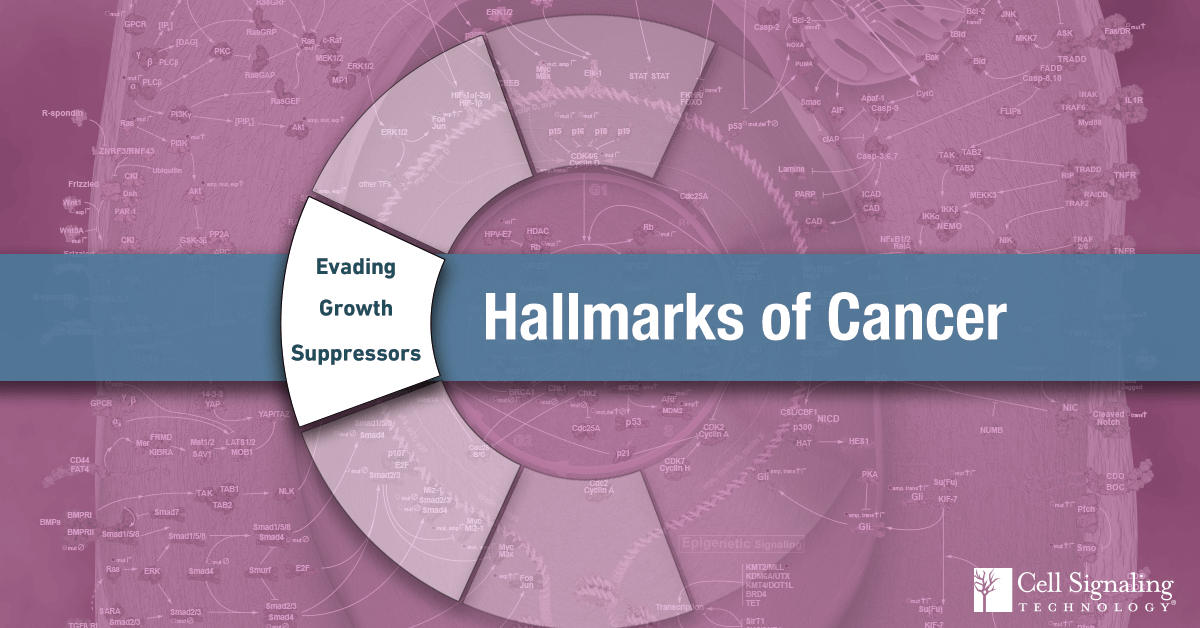 18-CEL-47815-Blog-Hallmarks-Cancer-Evading-Growth-Suppressors-6