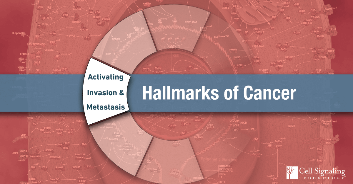 18-CEL-48027-Blog-Hallmarks-of-Cancer-Activating-Invasion-and-Metastasis-10