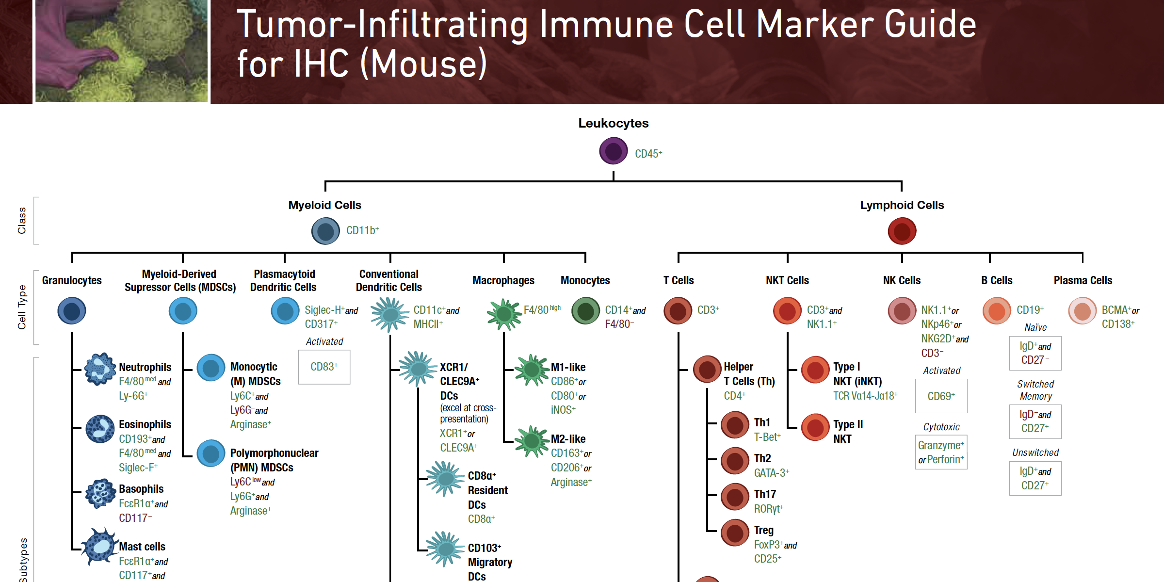 18-IMM-47137 免疫细胞标记指南