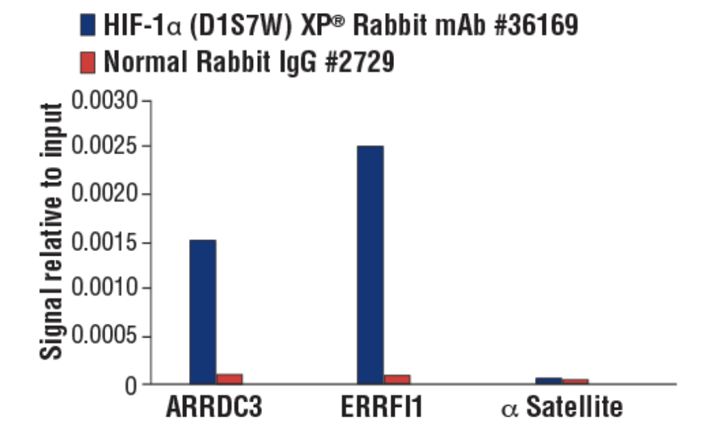 CST 抗体：HIF-1α (D1S7W) XP® Rabbit mAb