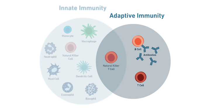 19-IMO-12805-Immunology 适应性免疫系统是如何运行的？