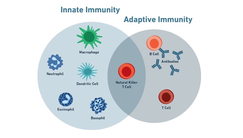 免疫学_先天性免疫与适应性免疫