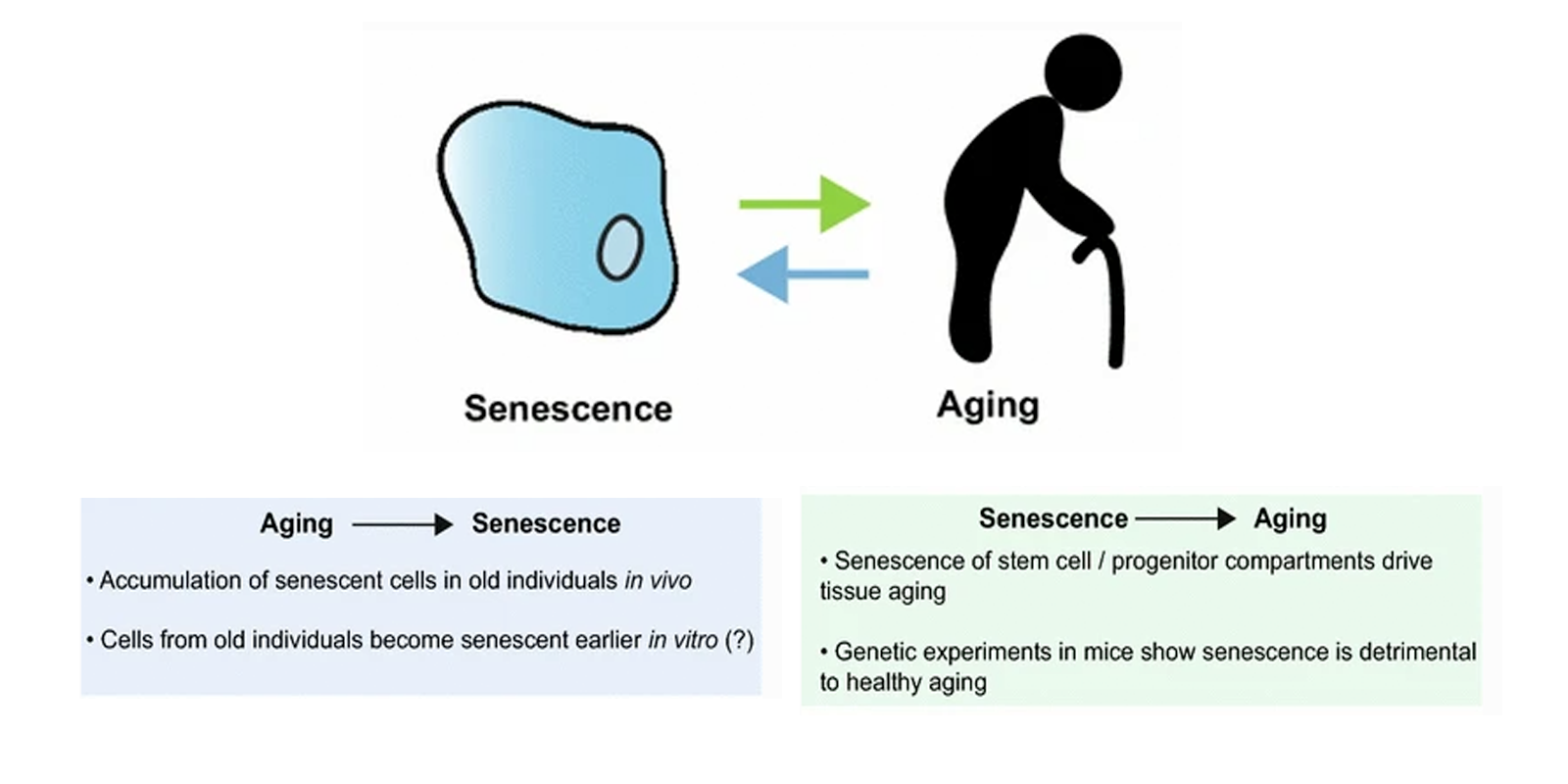 20-CEP-15480-senescence-aging-4