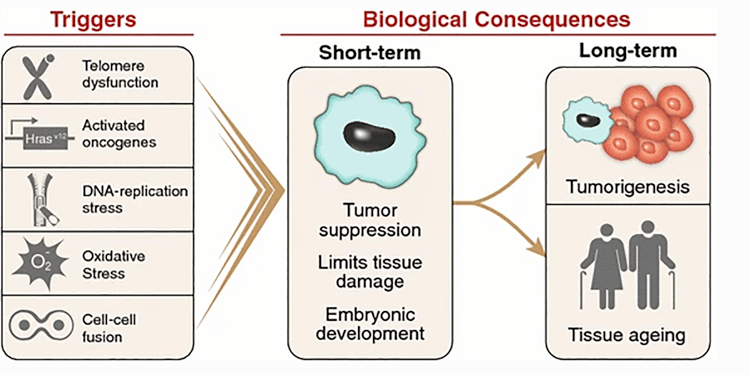 细胞衰老的诱因和生物学后果