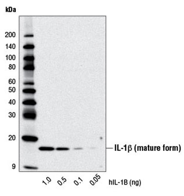 对重组人 Interleukin-1β 进行蛋白质印迹法分析
