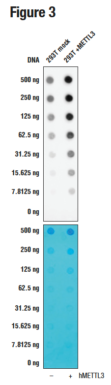 顶部小图显示抗体检测过表达 METTL3 的细胞中甲基化程度更高的腺苷，底部小图则显示了亚甲蓝染色的膜。
