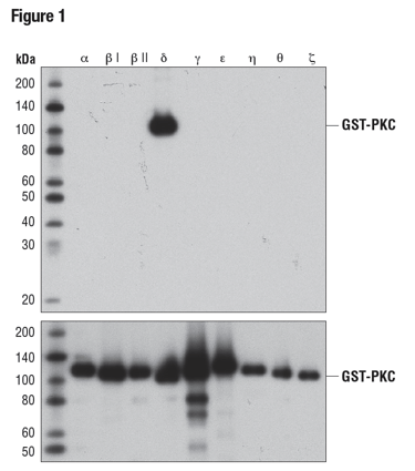 使用 PKCδ (D10E2)（上图）或 GST (91G1)（下图）对细菌表达的、带有 GST 标签的纯化 PKC 同工型进行蛋白质印迹法分析，以证实具有 PKCδ 特异性