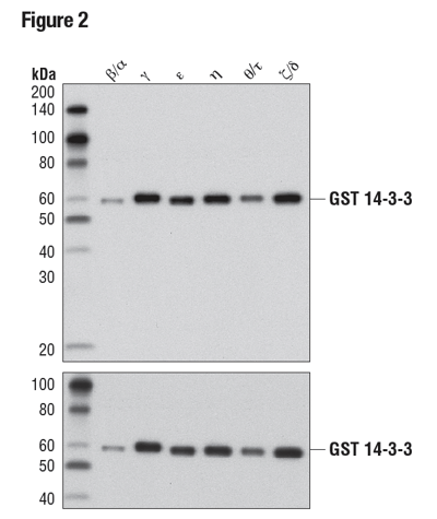 使用 14-3-3 (pan)（上）或 GST (91G1)（下）对纯化、重组、GST 标记的 14-3-3 同工型进行蛋白质印迹法分析，以表明具有同工型交叉反应性。