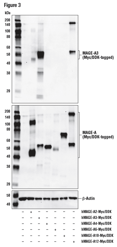 对 293T 细胞提取物进行蛋白质印迹法分析
