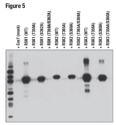 使用 Phospho-p90RSK (Thr359) (D1E9) 对 293T 细胞的提取物进行蛋白质印迹法分析