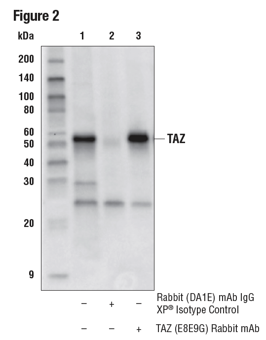 对 HeLa 细胞提取物的 TAZ 蛋白进行的免疫沉淀。