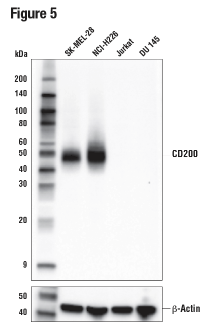 使用 CD200 (E5I9V) 对不同细胞系的提取物进行蛋白质印迹分析。