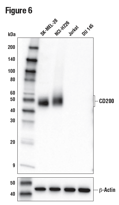 使用 CD200 (E2K4C) 对不同细胞系的提取物进行 WB 分析。