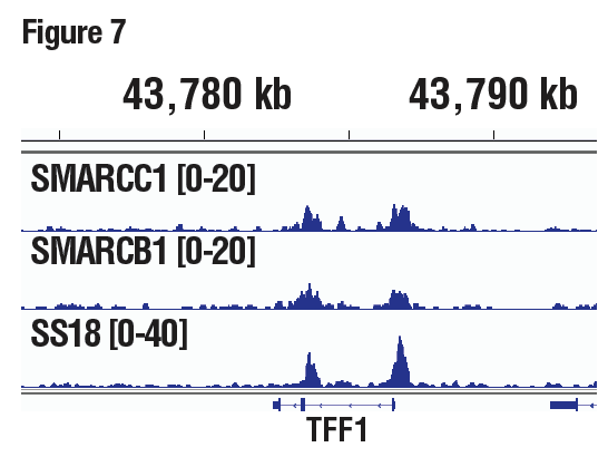 SMARCC1/BAF155、SMARCB1/BAF47 和 SS18 均为 SWI/SNF 复合体的所有亚基。结果图显示了 pS2/TFF1 内结合，pS2/TFF1 是一种已知的 SWI/SNF 靶标基因。