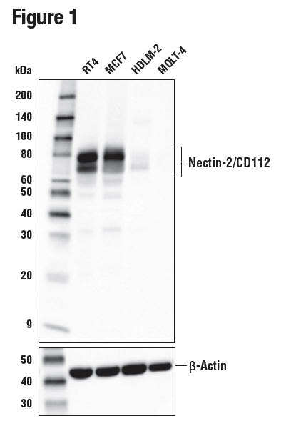 使用 Nectin-2/CD112 (D8D3F) 对不同人细胞提取物进行蛋白质印迹分析