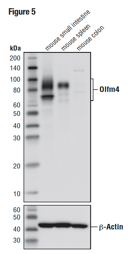 使用 Olfm4 (D6Y5A)（上部）对小鼠小肠（阳性）、小鼠脾脏（阳性）和小鼠结肠（阴性）的提取物进行蛋白质印迹分析