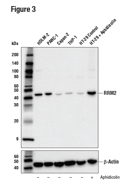 使用 RRM2 (E7Y9J) 对不同细胞系的提取物进行蛋白质印迹分析