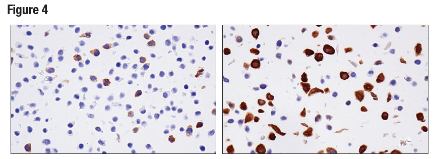 使用 RRM2 (E7Y9J) 对石蜡包埋的 HT-29 细胞沉淀物进行免疫组织化学分析