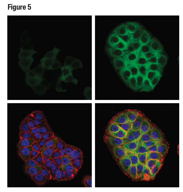 使用 RRM2 (E7Y9J) 对 HT-29 细胞进行共聚焦免疫荧光分析