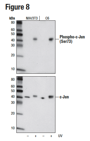 使用 Phospho-c-Jun (Ser73) (D47G9)（上）或 c-Jun (60A8)（下），对未经或经紫外线处理的 NIH/3T3 或 C6 细胞提取物进行蛋白质印迹分析。