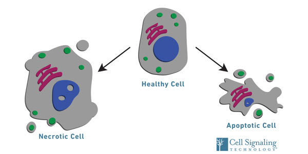 细胞活性：健康细胞、坏死细胞和凋亡细胞