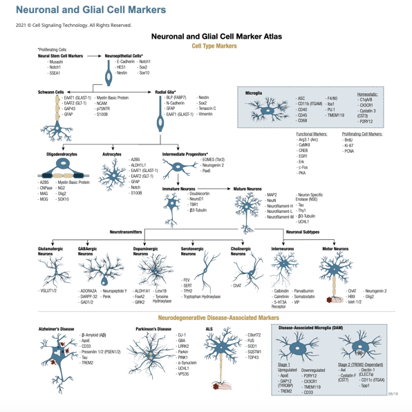 图 4 神经元和神经胶质瘤标志物 
