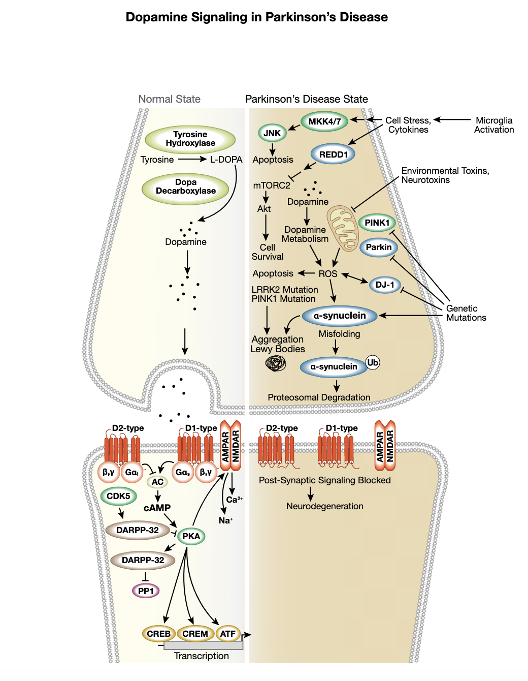 图 6  帕金森病相互作用通路中的多巴胺信号转导
