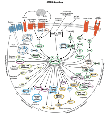 AMPK 相互作用信号转导通路