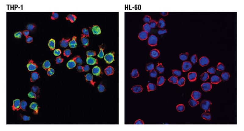 THP-1 和 HL-60 的免疫荧光分析