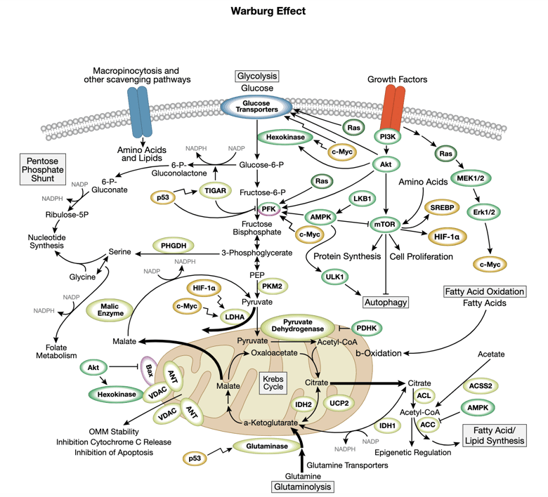 Warburg 效应相互作用信号转导通路