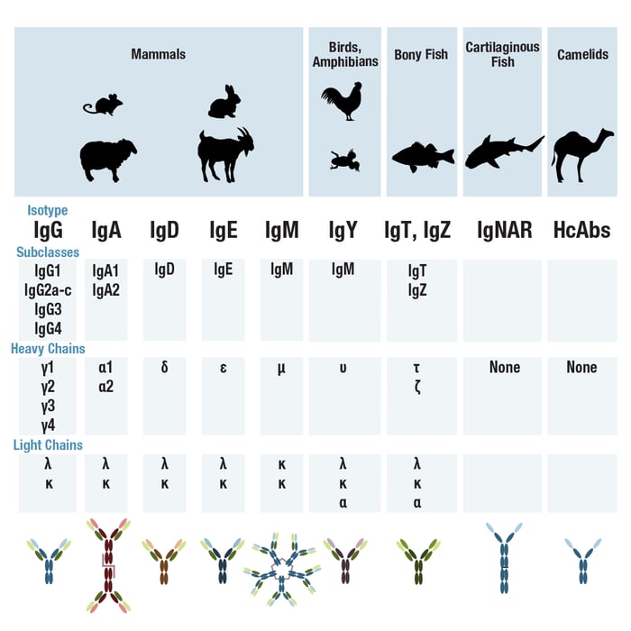 按物种划分的抗体同种型和亚类