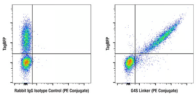 使用 PE 偶联 G4S 接头抗体对人 PBMC 进行流式细胞学表征