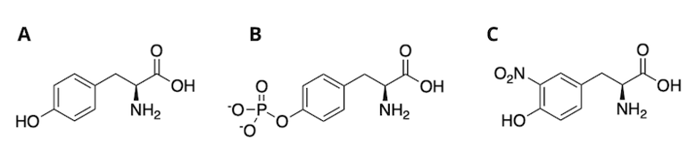未修饰的酪氨酸、磷酰-酪氨酸和硝基-酪氨酸的结构。