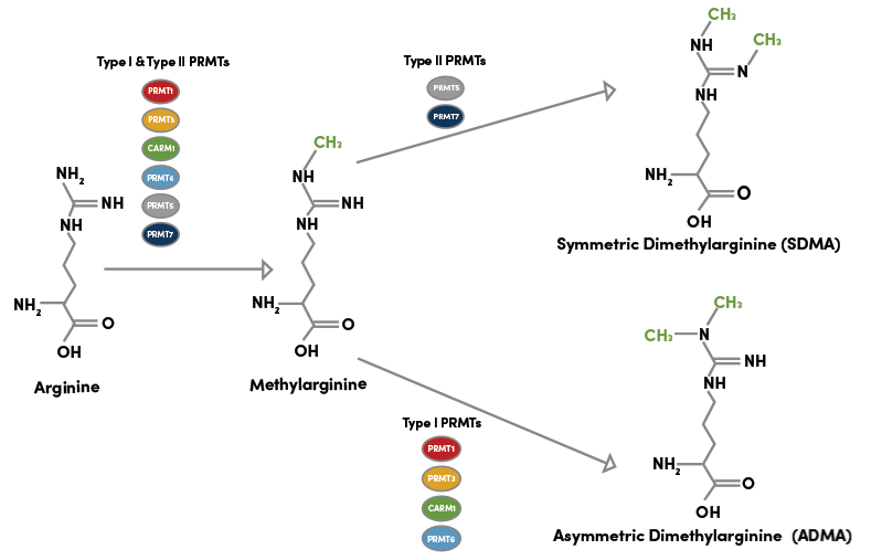PRMT 使精氨酸甲基化以形成 ADMA 和 SDMA