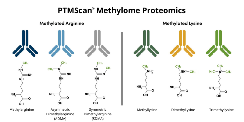 PTMScan Methylome Proteomics_精氨酸和赖氨酸