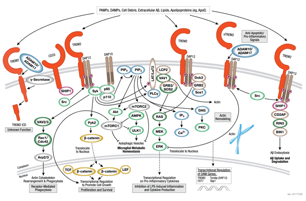 TREM2 Signaling Pathway Diagram for neurodegeneration research